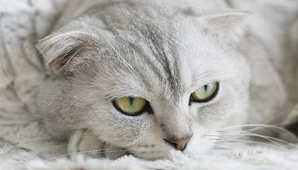 开云官方-青年运动员成长环境持续优化，青年运动员成长环境持续优化措施