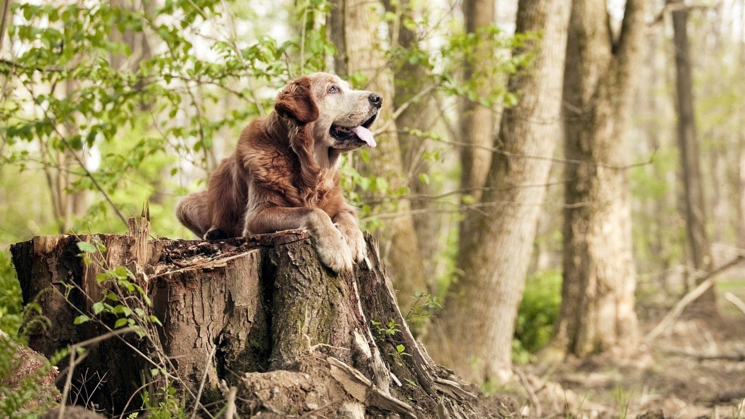 _冬季赛事依旧火热:在冰雪之外燃起运动激情_,冰雪运动比赛视频