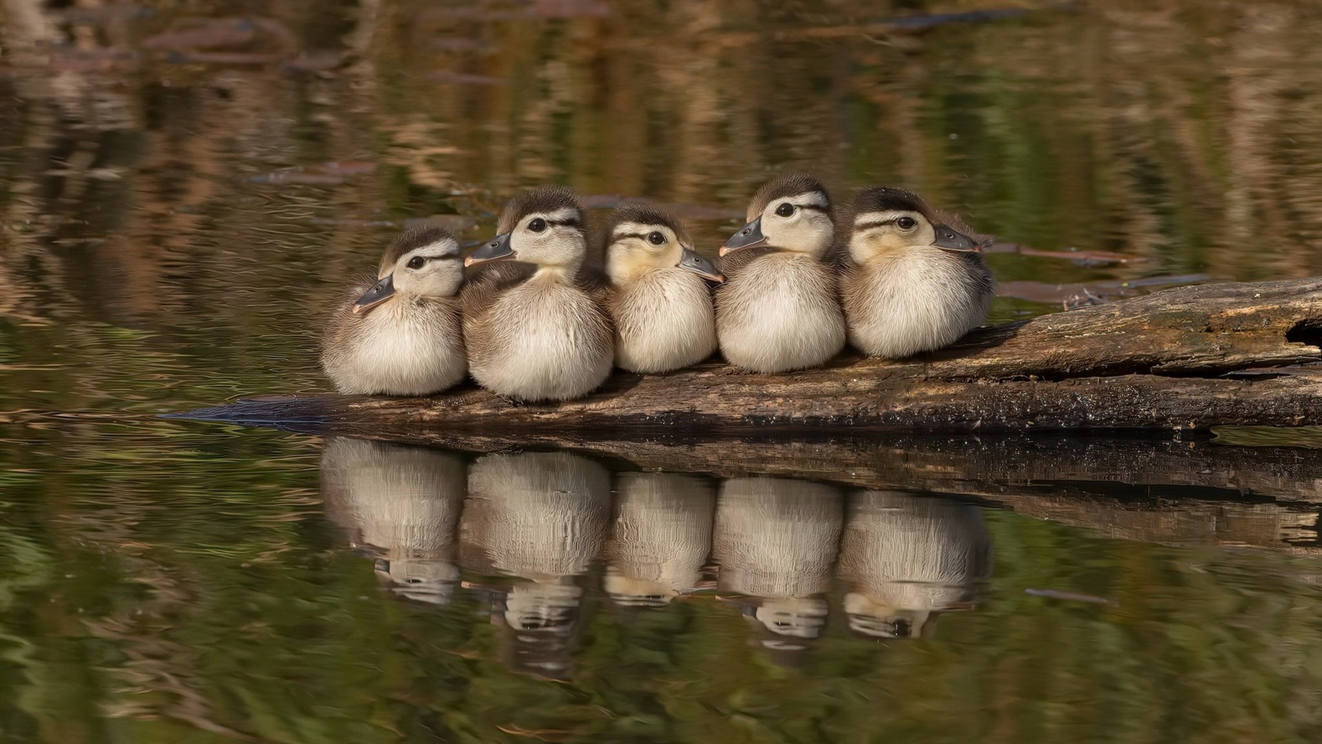 “沙漠狂潮:极限荒野的速度战歌”,沙漠疯狂越野