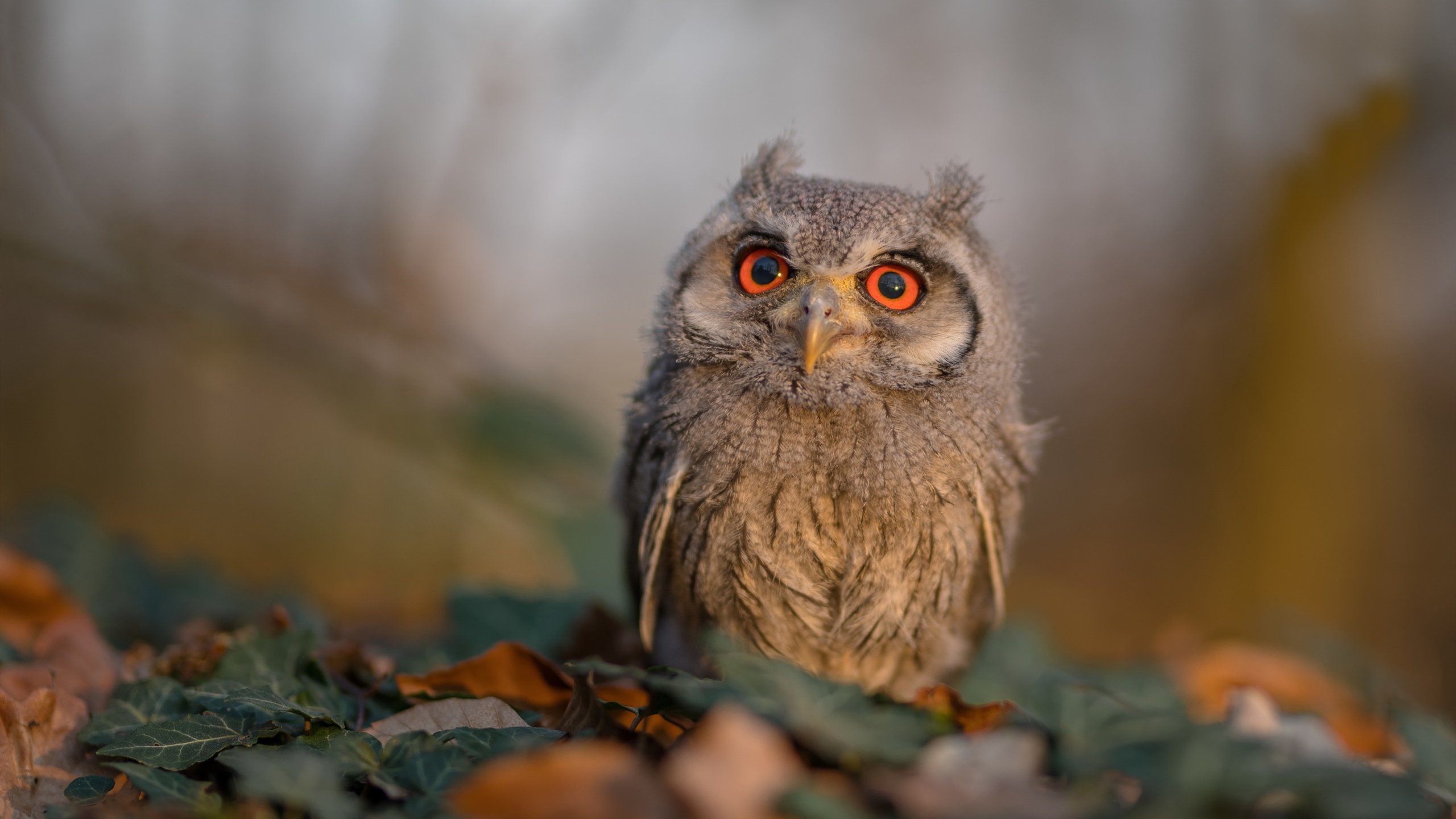 【青春新星】年轻运动员向丁俊晖学习训练秘籍，丁俊晖教程