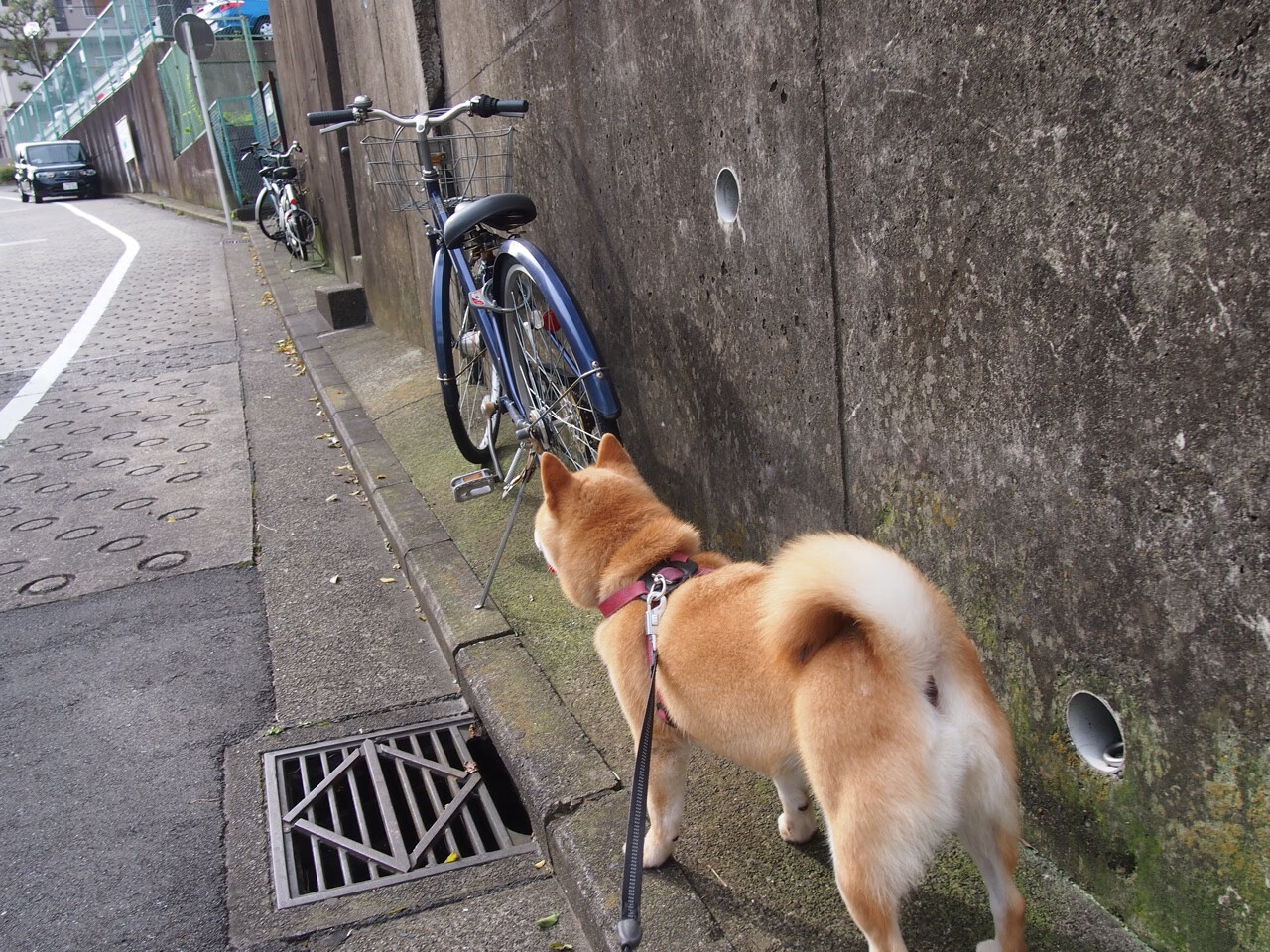 开云下载网址-中国篮球媒体报道质量显著提升，中国篮球产业