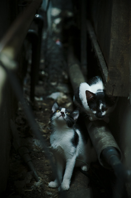 开云综合服务-凯尔特人创“午夜训练计划”，球员自由安排战术加练，凯尔特人训练视频