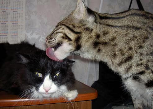 史上最震撼的“逆转战役”,谁能再现辉煌?,逆转战线