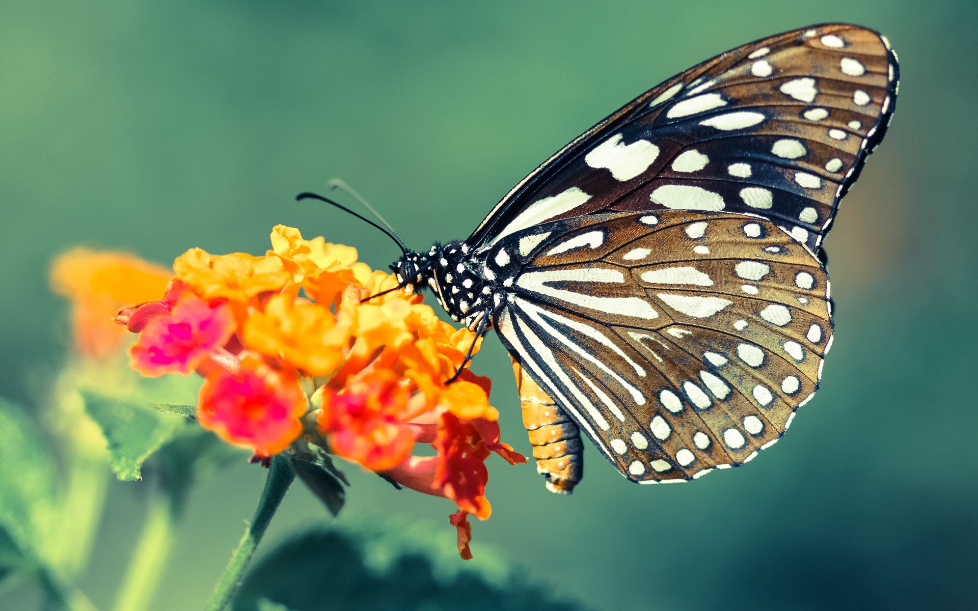 库里:用“远距离”投篮让比赛变得更精彩!,库里超远投球