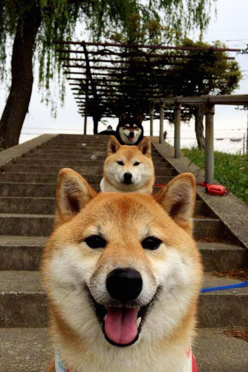 法甲夜场大战,精彩传球和精彩扑救交相辉映,法甲足球比赛