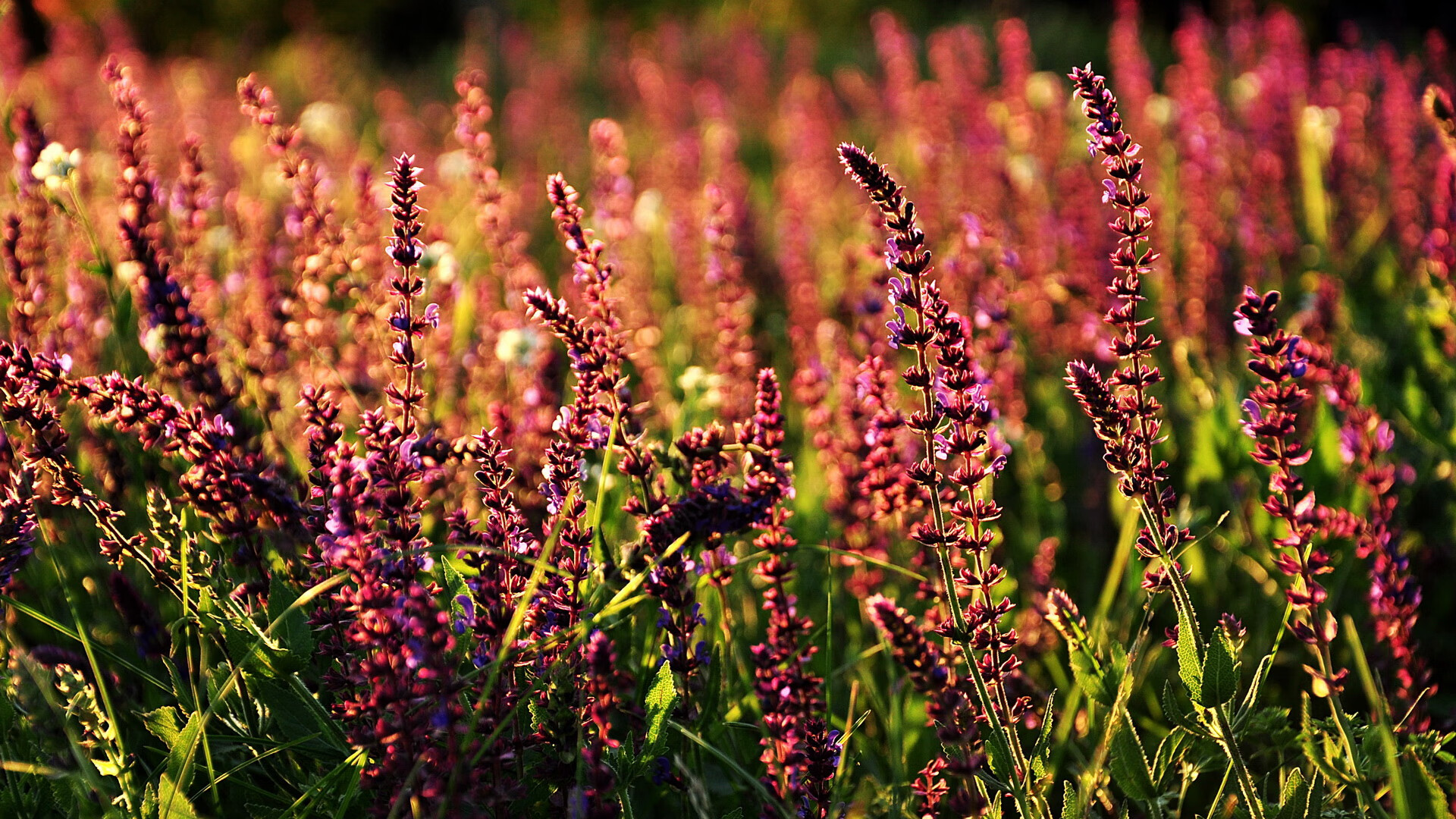 开云体育入口-篮球明星效应推动赛事观众增长明显，篮球比赛明星