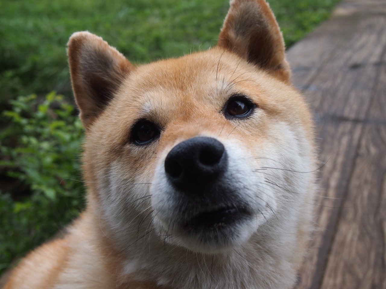 秒秒精彩：秒杀对手的精彩攻防瞬间，秒杀精灵最新版