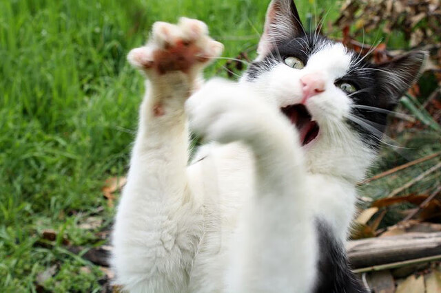 LCS战队商业运营能力提升,lck运营体系