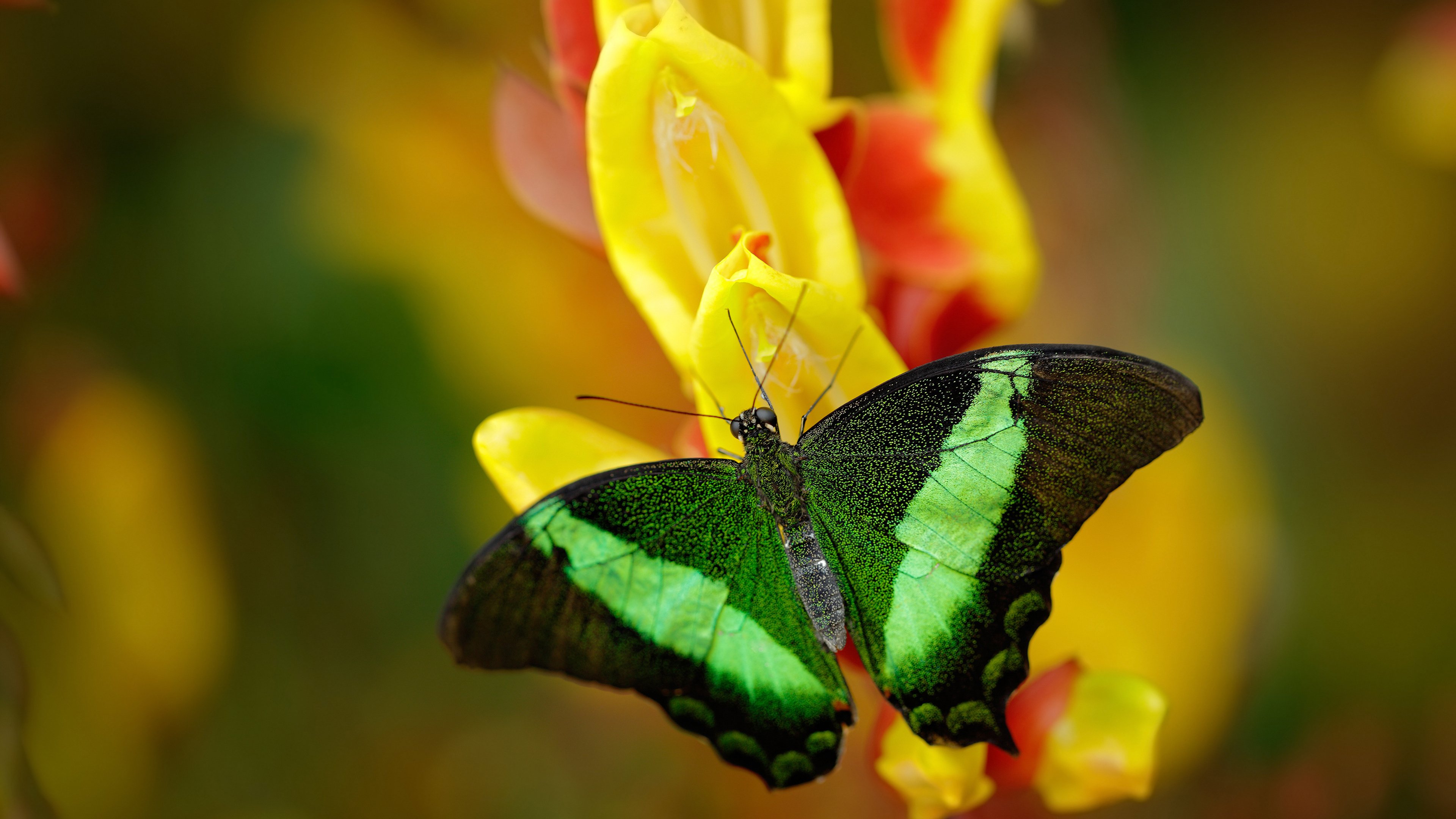 开云权威入口-惊心动魄，谁将在终极对决中脱颖而出？，终极对决是谁演的