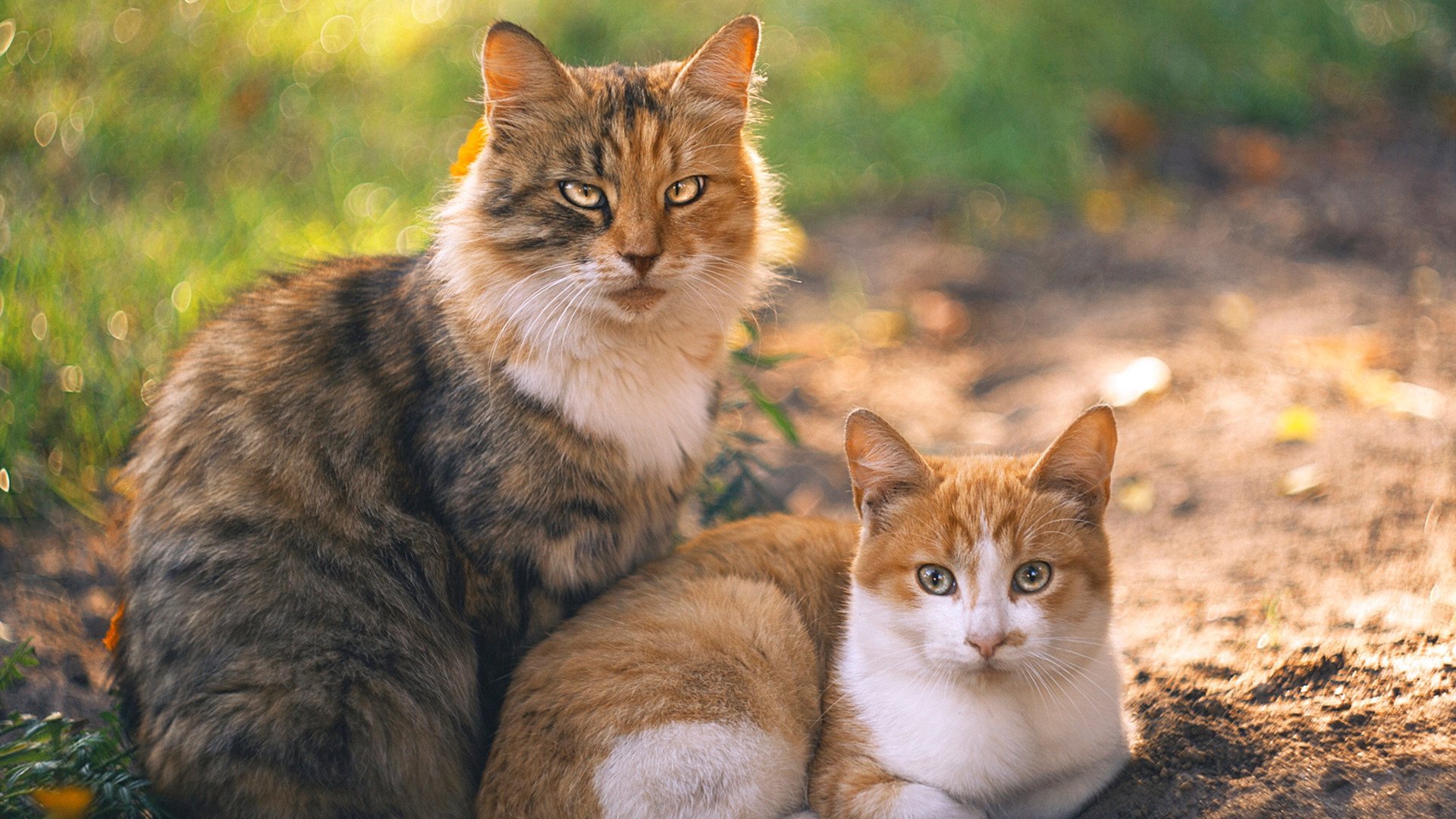 开云权威入口-沈阳城市加油站门将神勇表现，帮助球队守住胜利，沈阳民营加油站