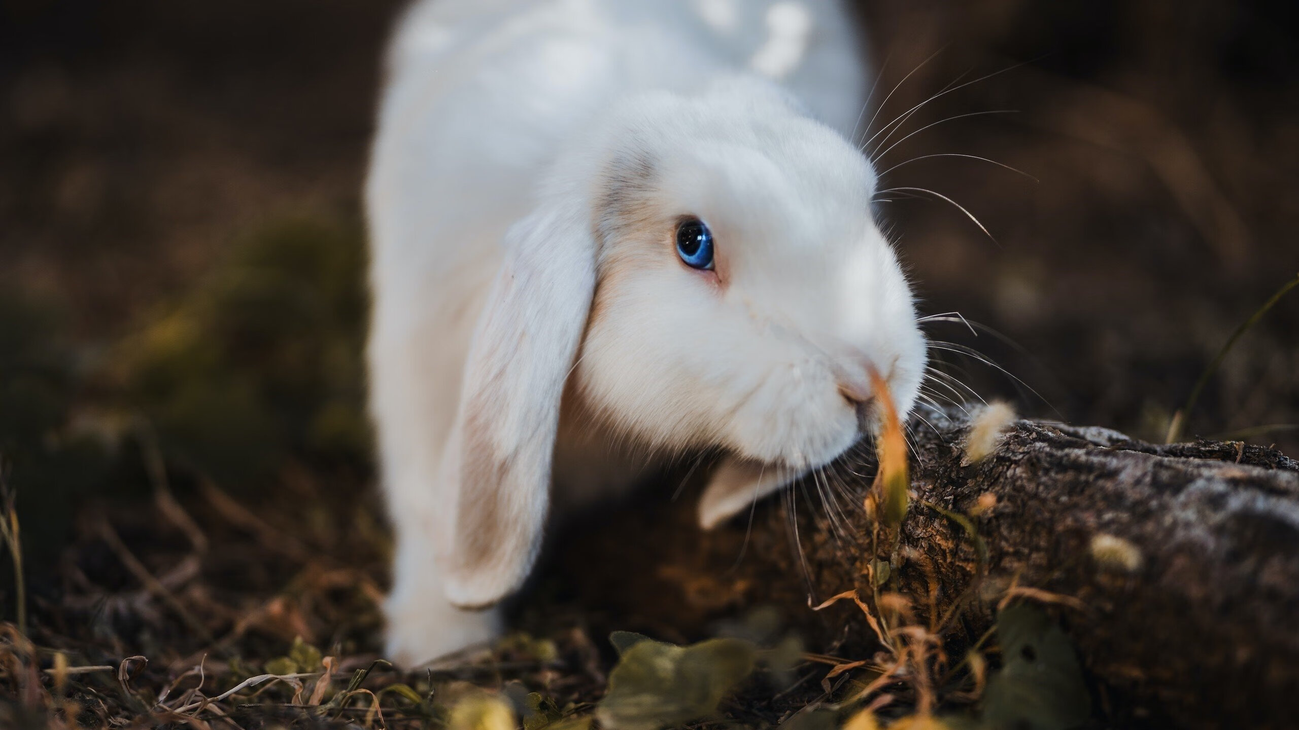 瓜德罗晋升主帅,波兰队再度振作,瓜德罗对牙买加比分预测