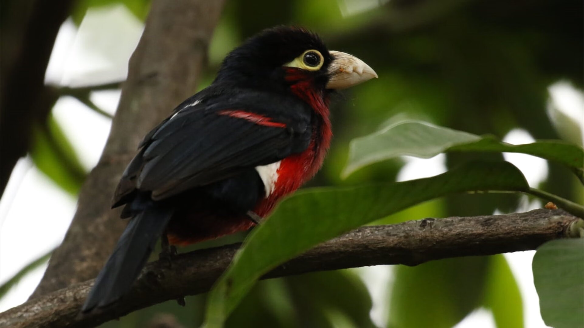 开云体育平台-索肖取得一场关键胜利，继续朝着法国冠军迈进，索肖是谁