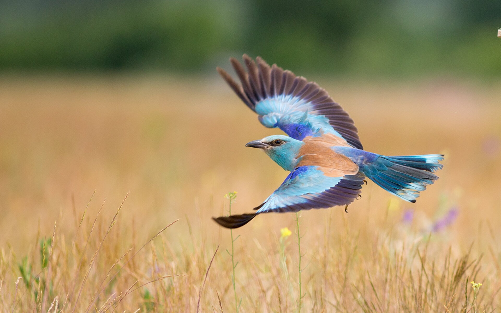 开云中国官网-缅因凯尔特人迎来重要胜利，缅因凯米尔和银虎配出什么色