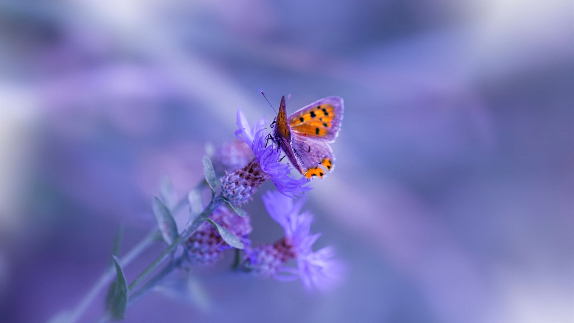 -青训投资是否正在成为长期回报项目，青训投入