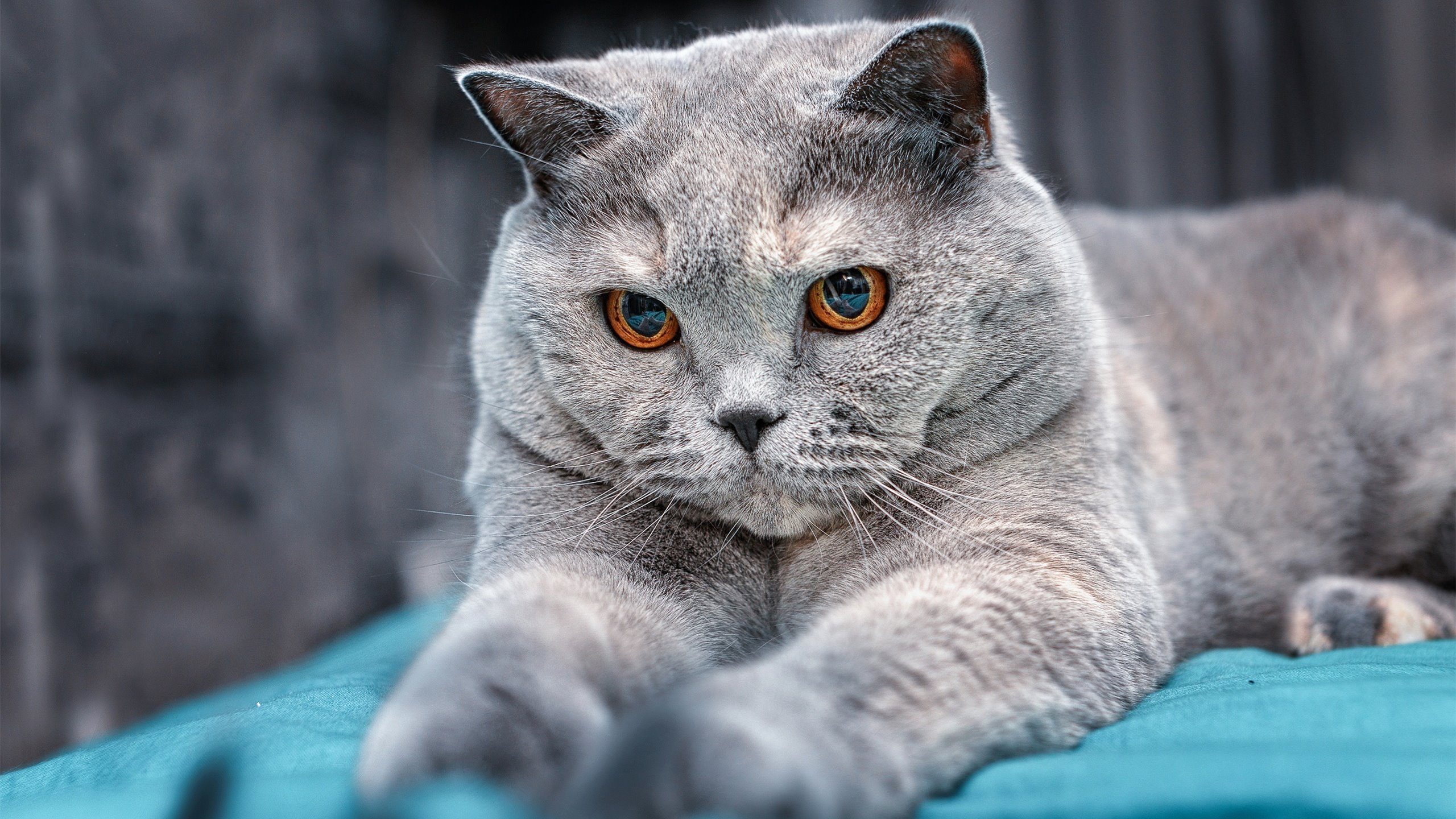 马德里竞技主场3-1逆转莱加内斯，收获三分，马德里竞技进球