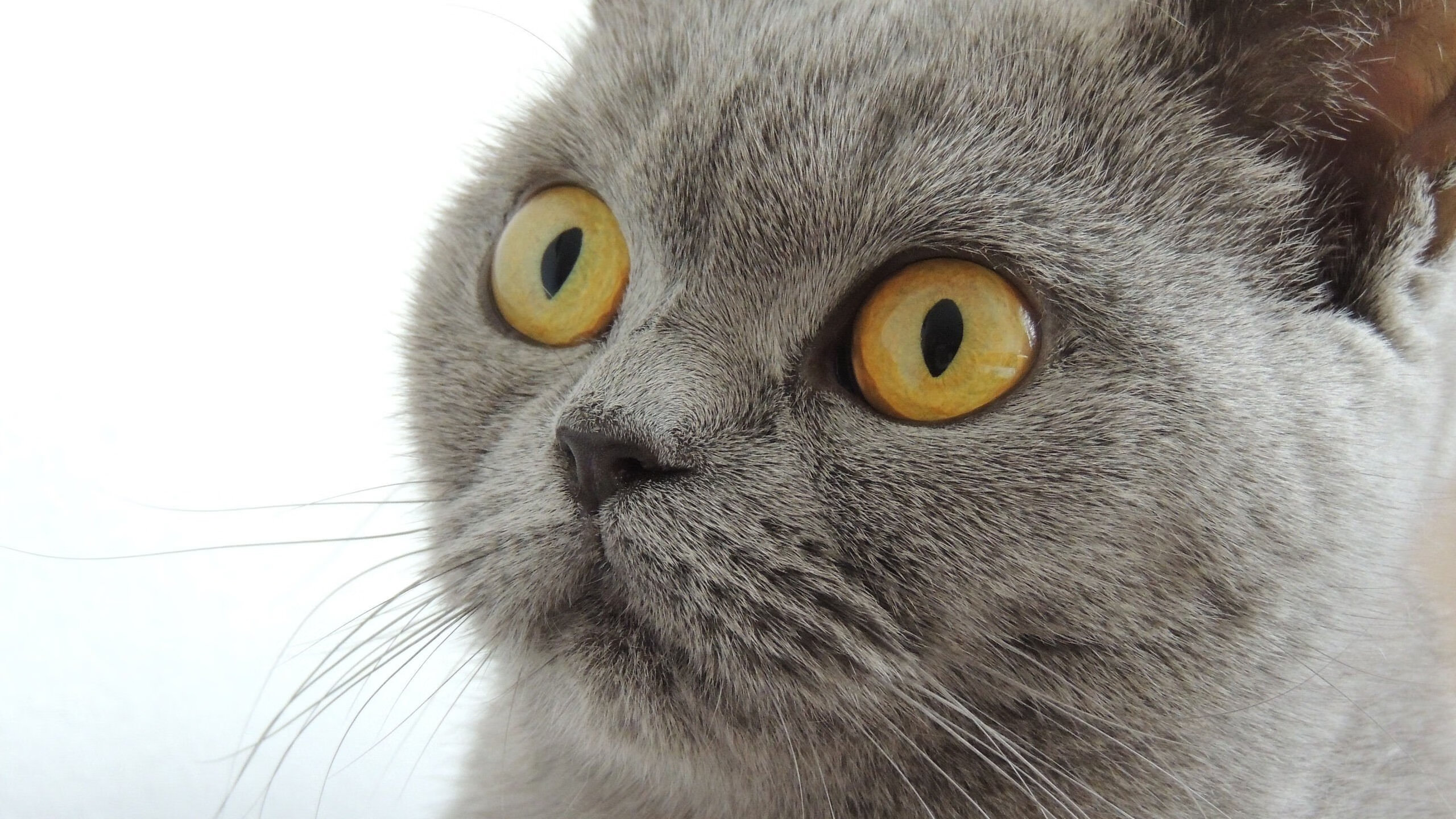 魔术客场击败篮网,打破对手不败纪录,魔术大胜篮网