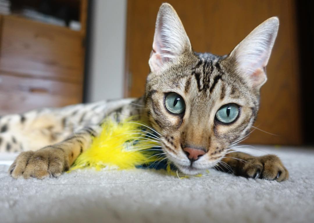 开云体育下载-CBA球队打造数据驱动型训练系统，cba数据分析团队