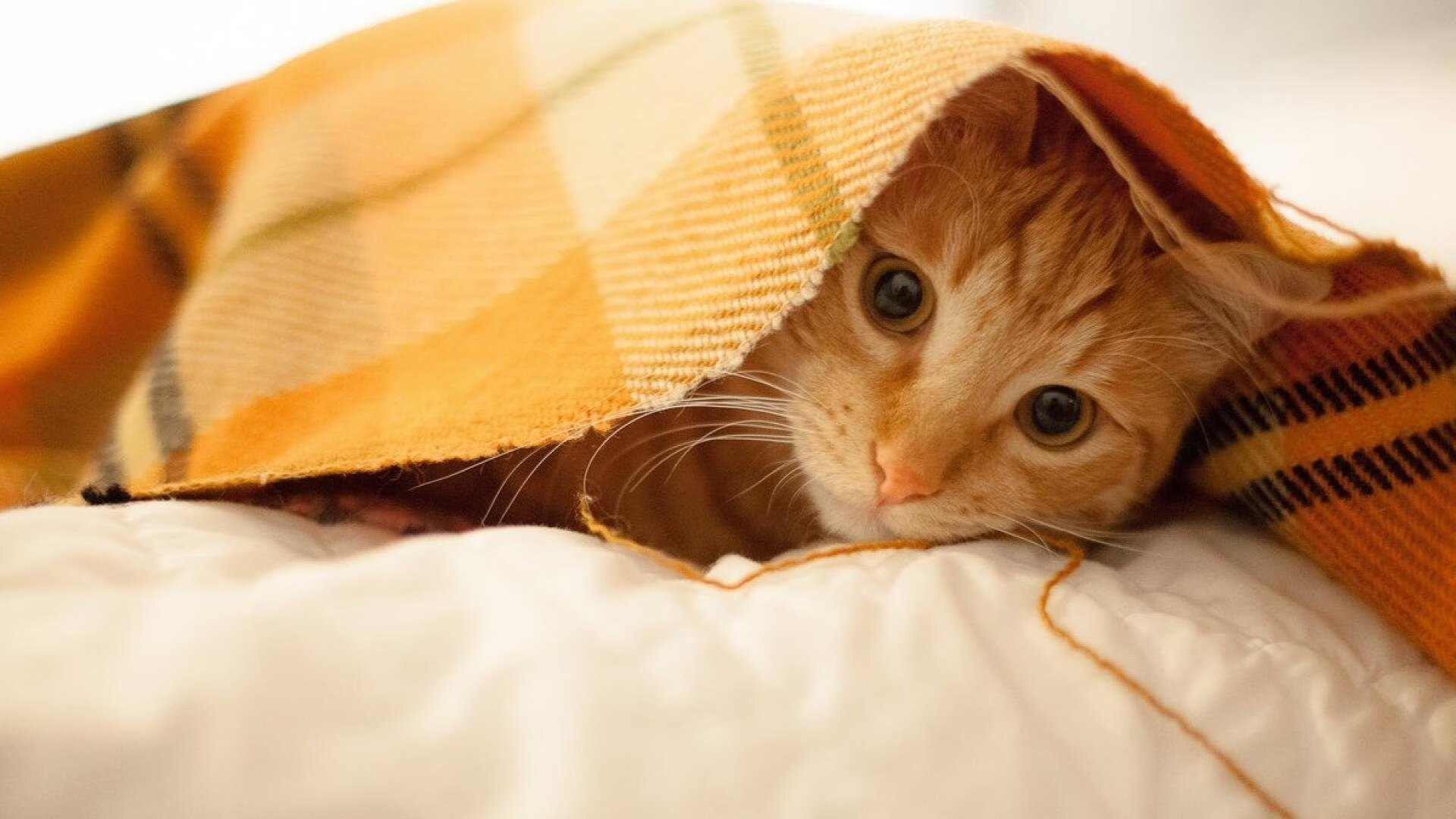 女子举重青年组选手稳定发挥力压群芳，女子举重队名单