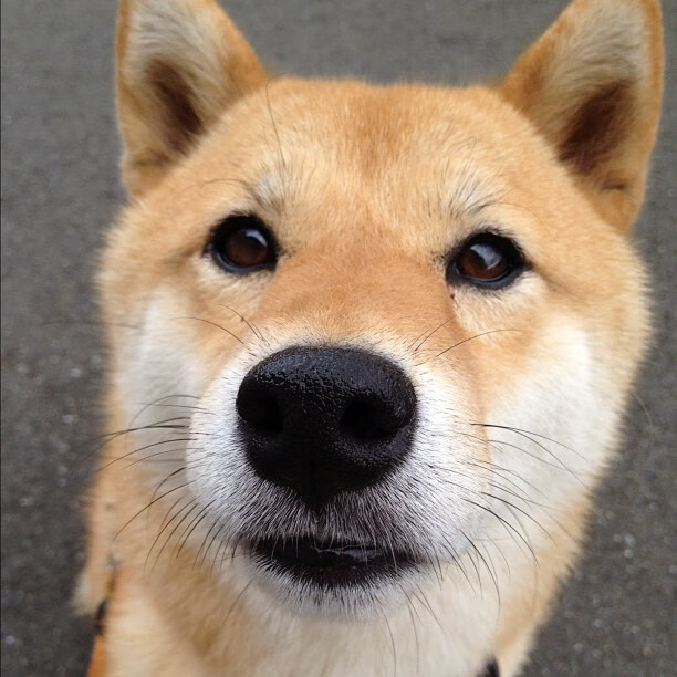 开云体育官网下载-朱婷晒合照纪念夺冠三周年感慨万千，朱婷2013年