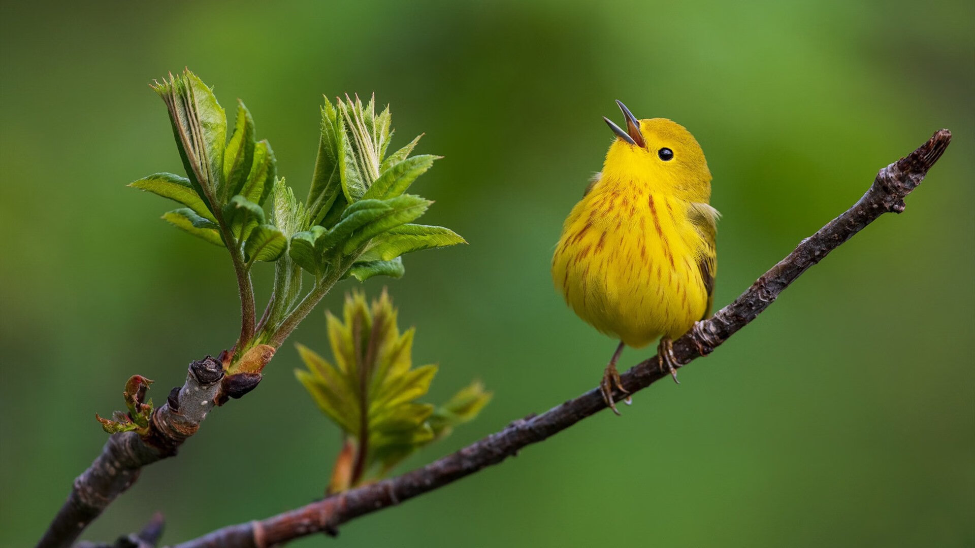胡贝特·科斯稳步提升成绩赢得认可,胡安·贝坦科特现状