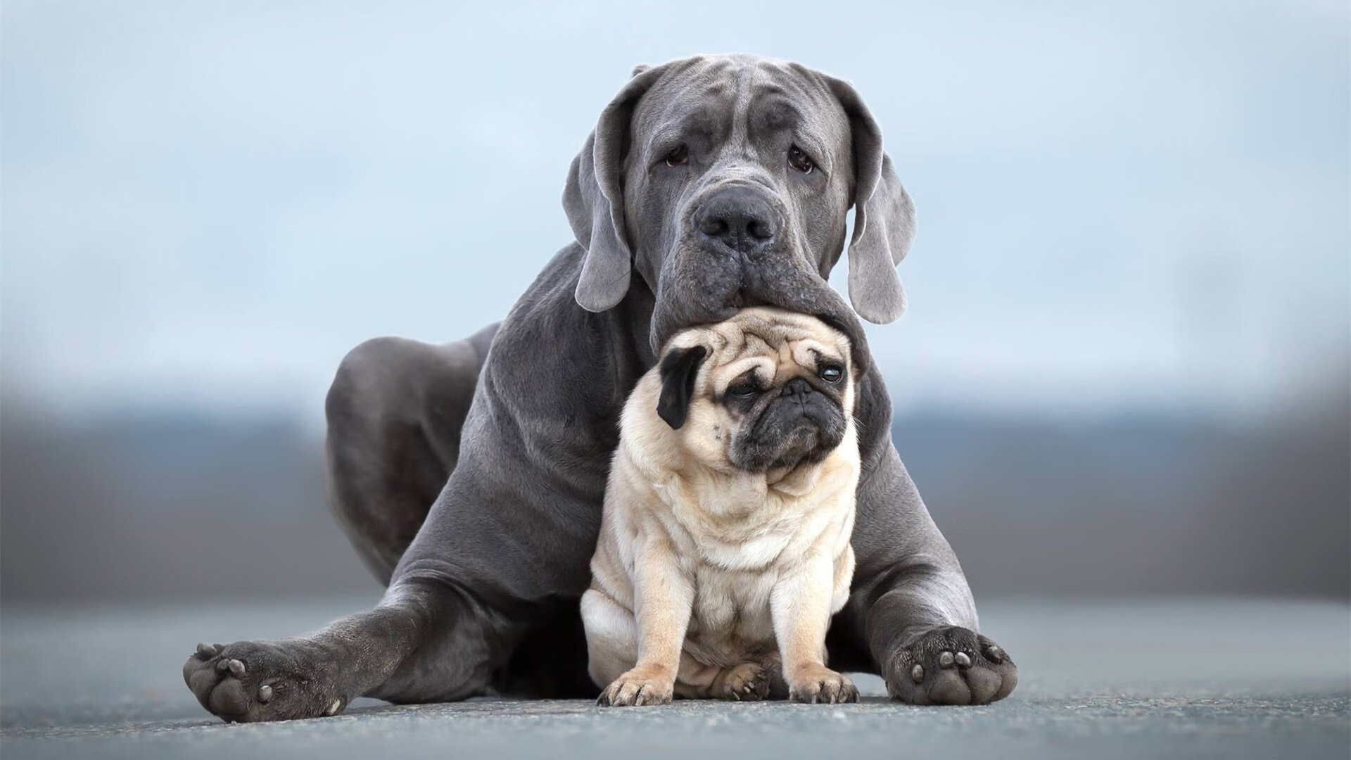 青少年足球研究课题启动支持校园足球发展决策，青少年足球比赛方案